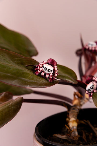 Jumping Spider
